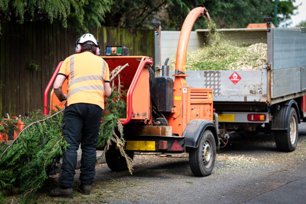 Best Tree Branch Trimming  in Laredo, TX